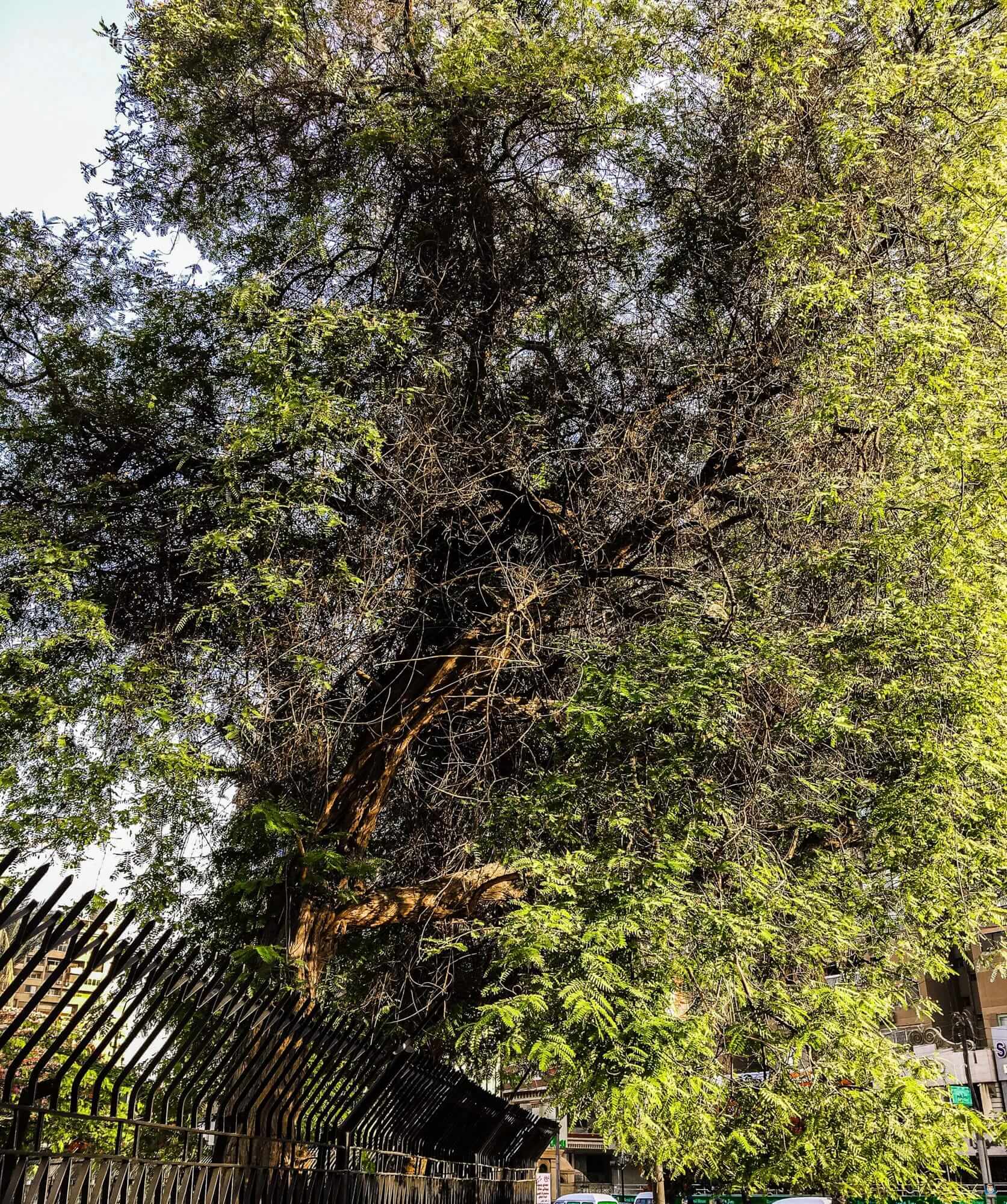 The Trees